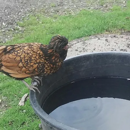 شقة بوغليرهوف *