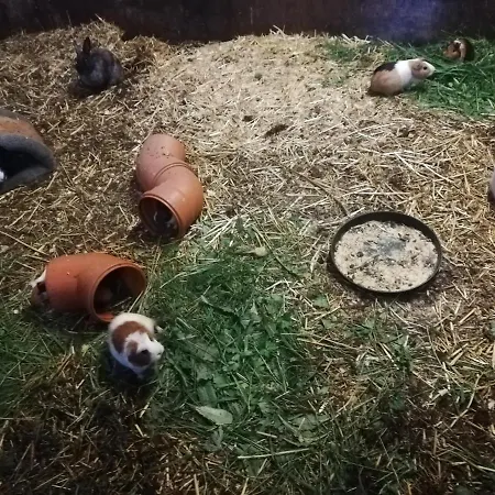 بوغليرهوف أوديرنز