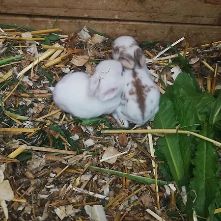 بوغليرهوف شقة أوديرنز