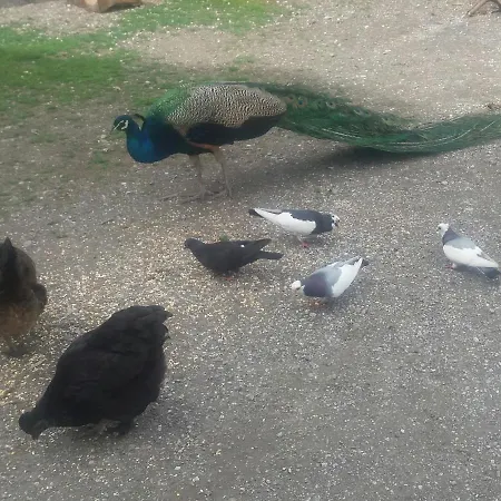 Lägenhet Böglerhof *