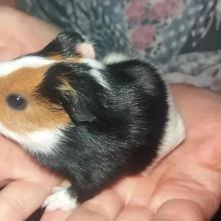 Boeglerhof Apartamento Uderns