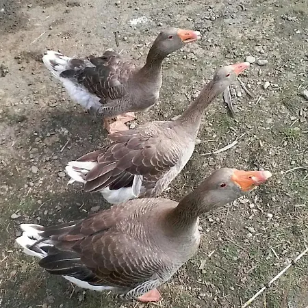 Boeglerhof * ウダーンス